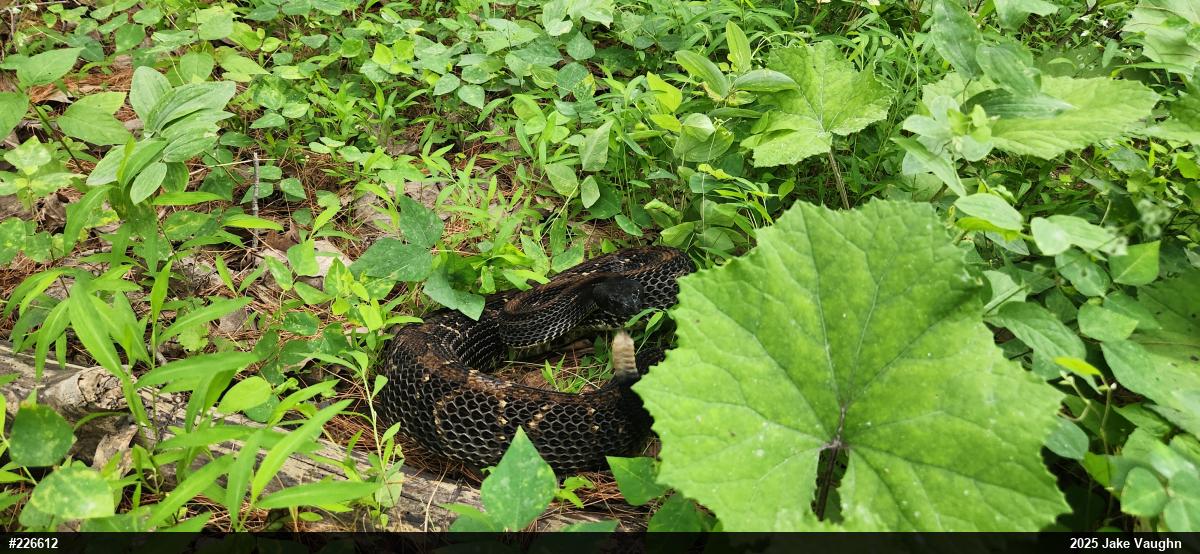 Timber Rattlesnake