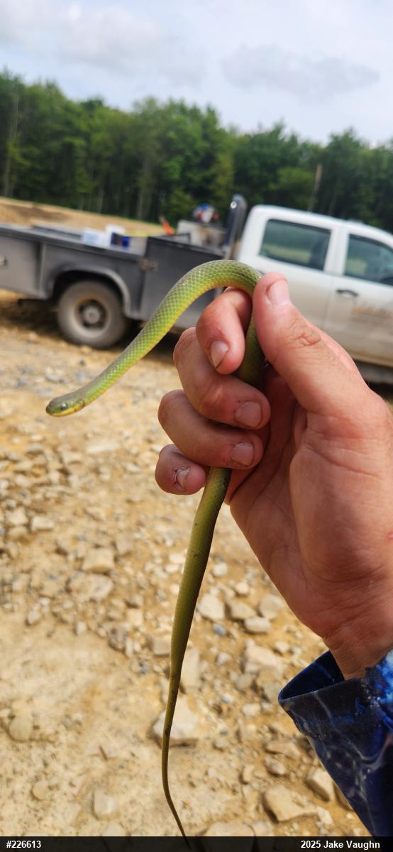 Smooth Greensnake