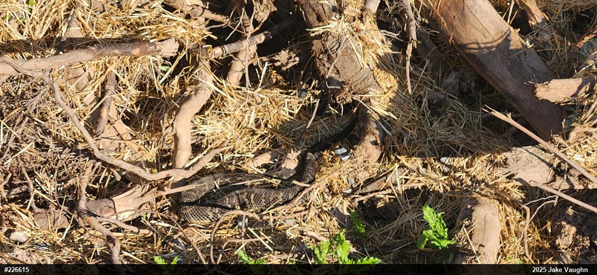Timber Rattlesnake
