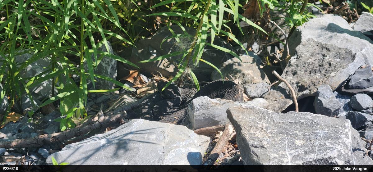 Timber Rattlesnake