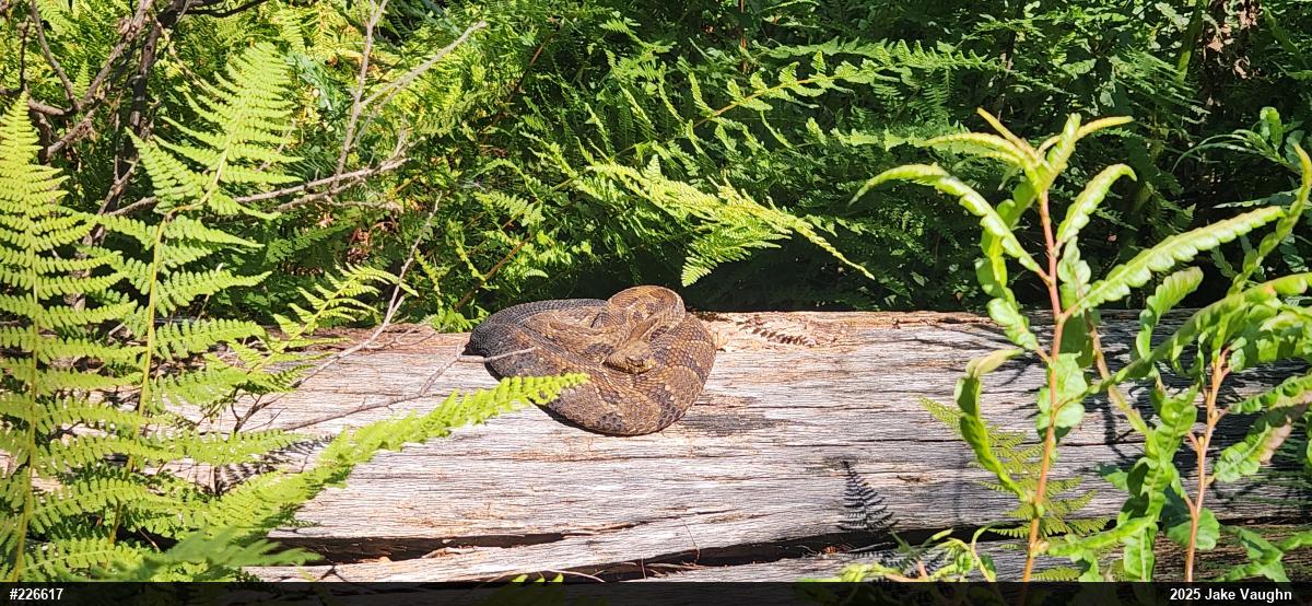 Timber Rattlesnake