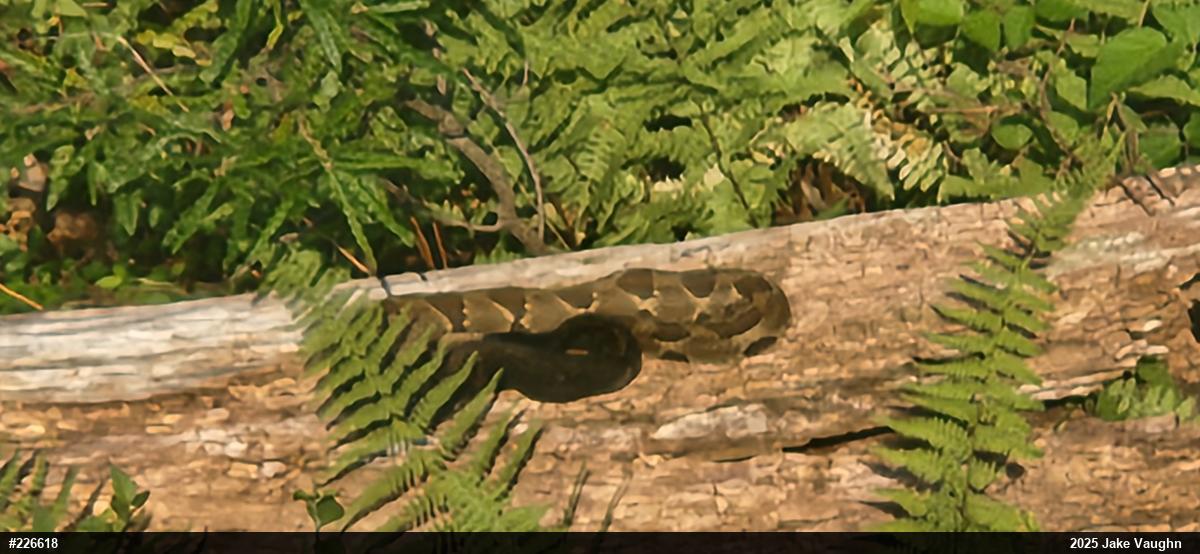 Timber Rattlesnake