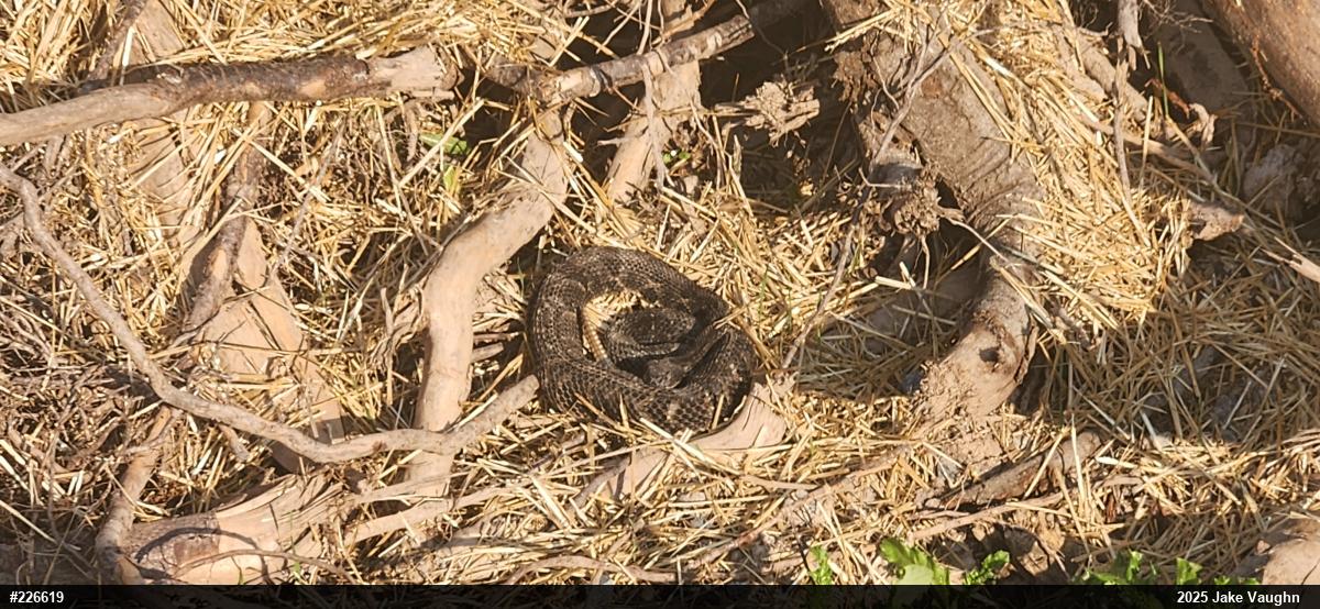 Timber Rattlesnake