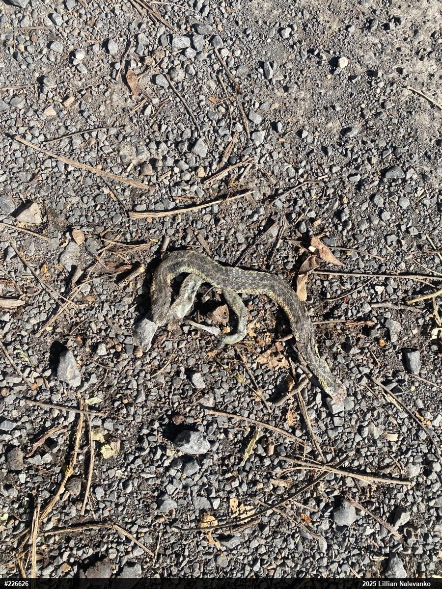 Eastern Gartersnake