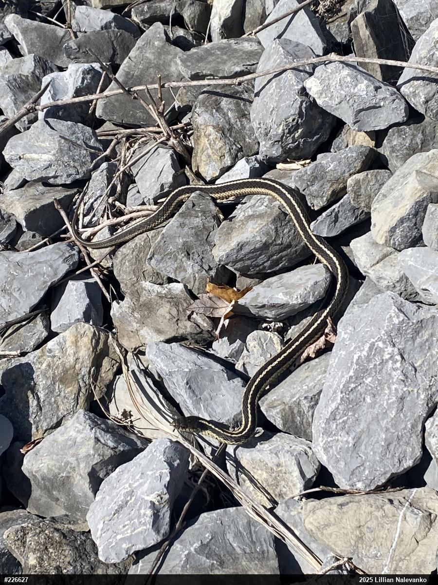 Eastern Gartersnake