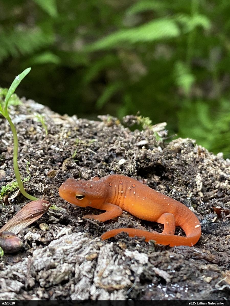 Red-spotted Newt
