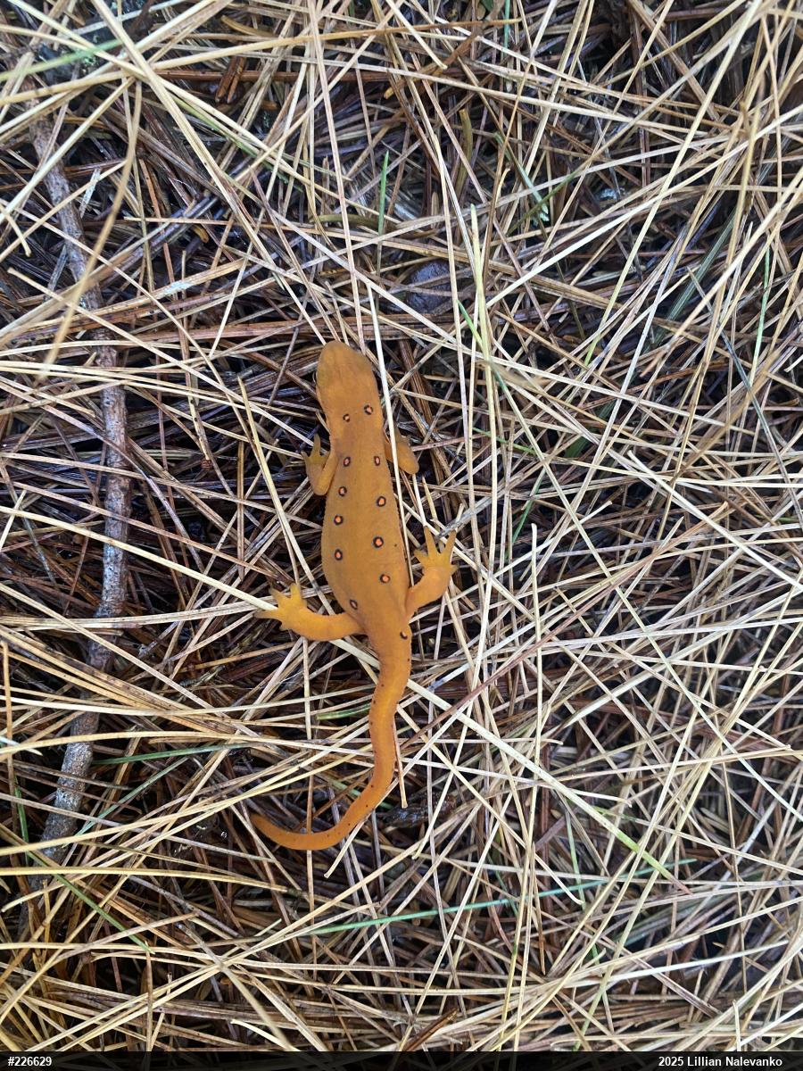 Red-spotted Newt