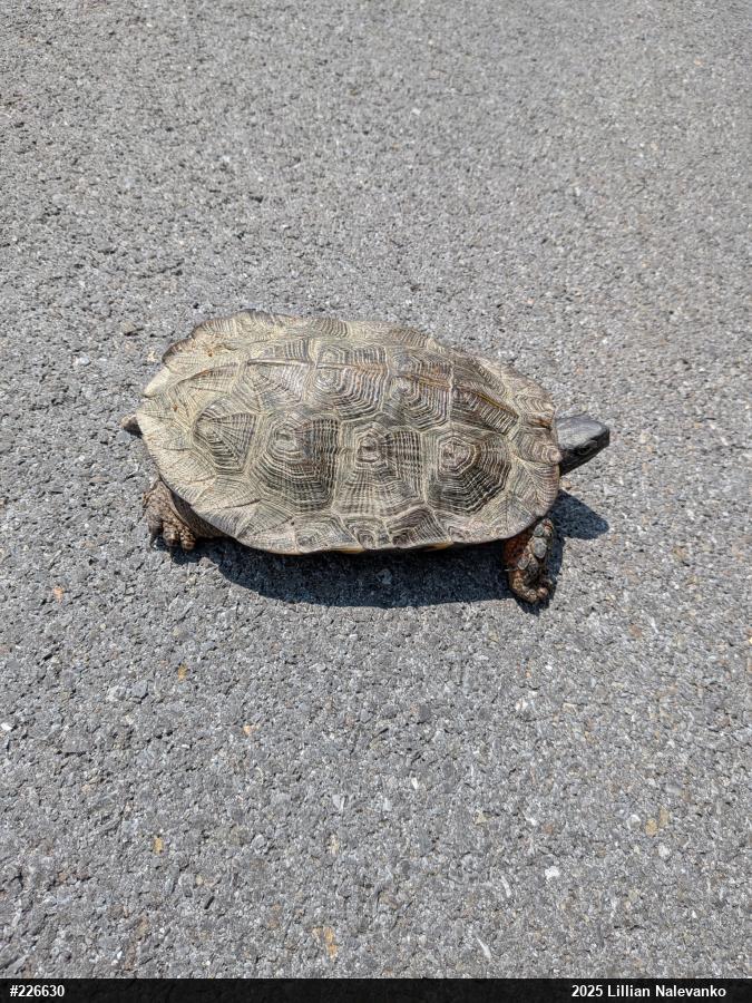 Wood Turtle