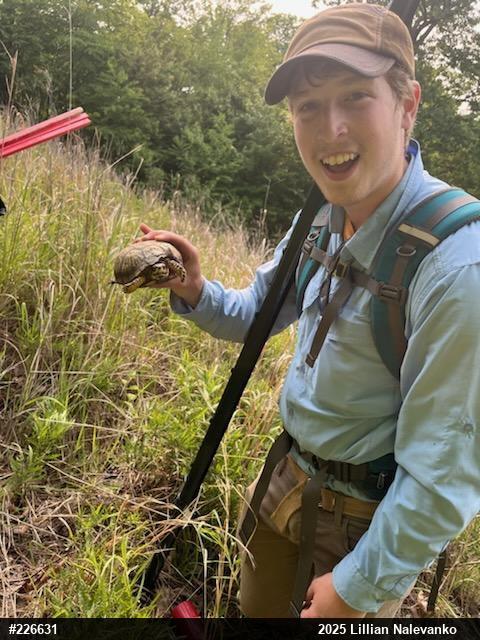 Eastern Box Turtle