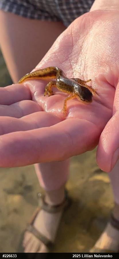 Red-spotted Newt