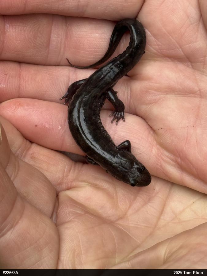 Seal Salamander