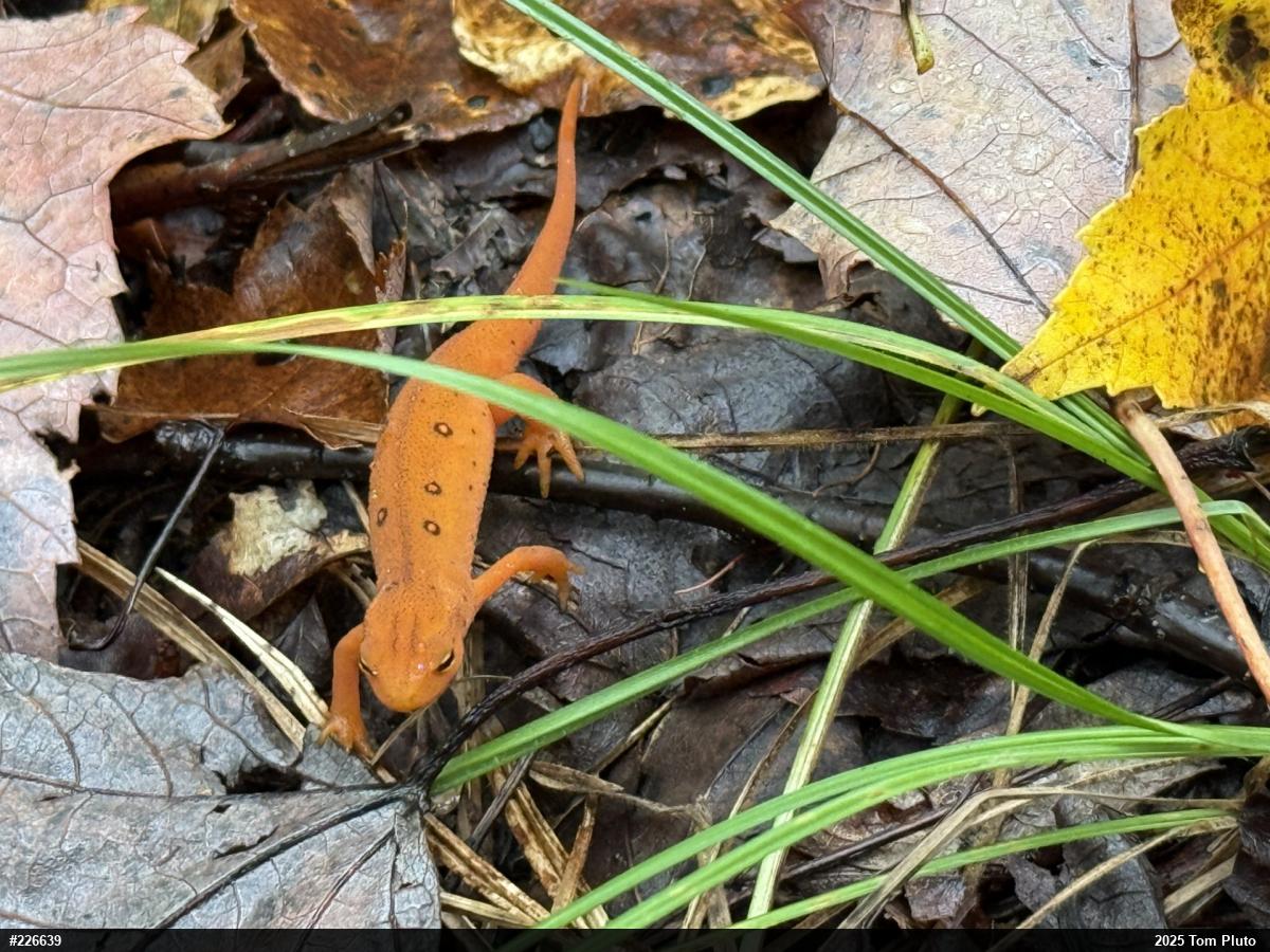 Red-spotted Newt