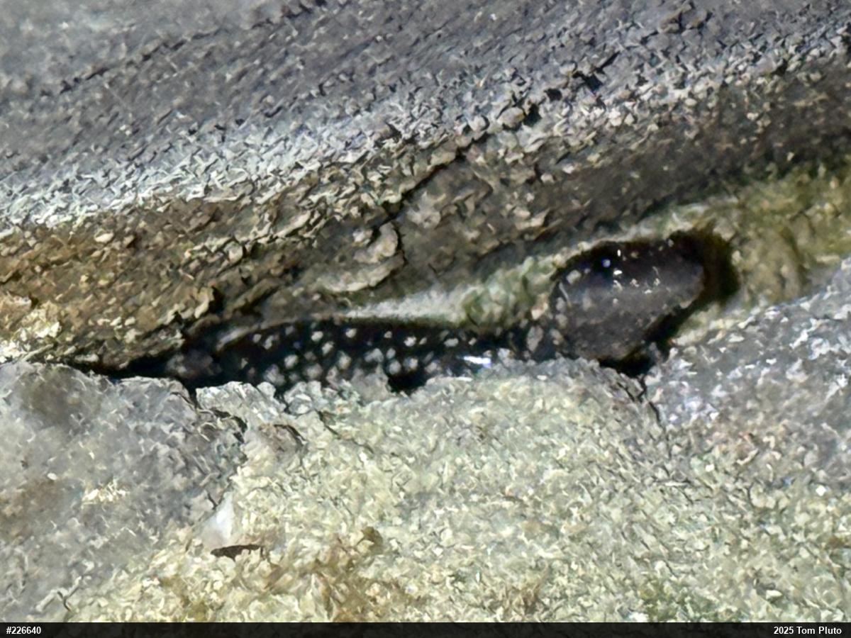 Northern Slimy Salamander