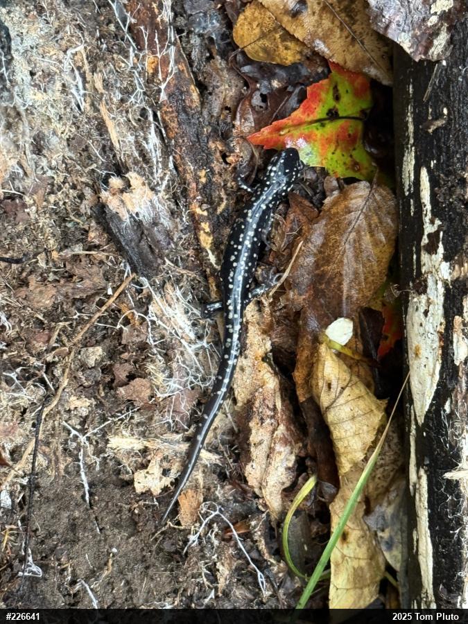 Northern Slimy Salamander