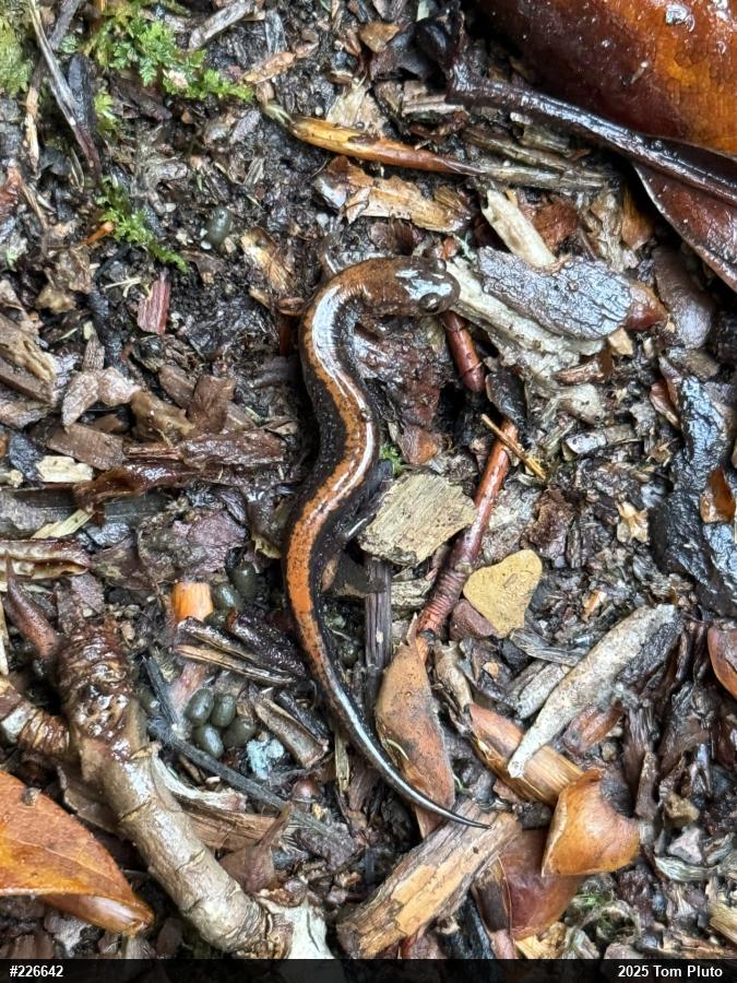 Eastern Red-backed  Salamander