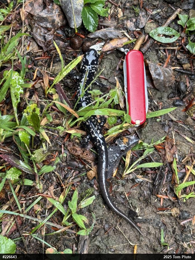 Northern Slimy Salamander