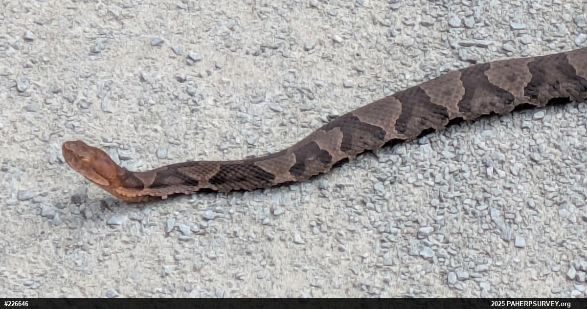 Northern Copperhead
