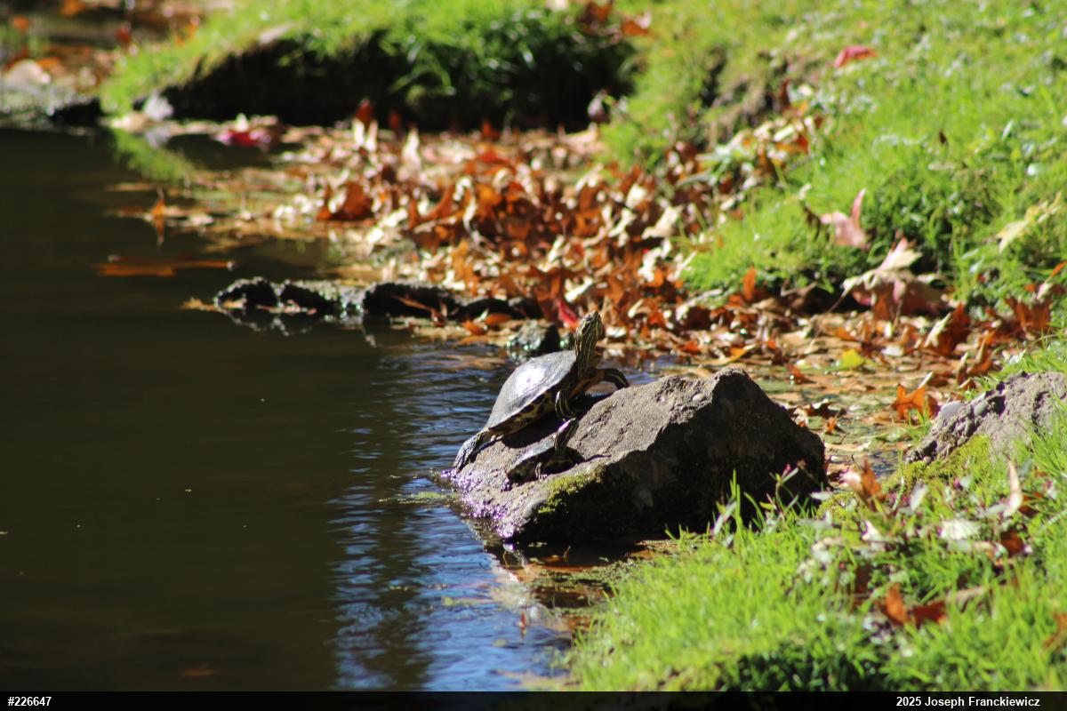 Red-eared Slider