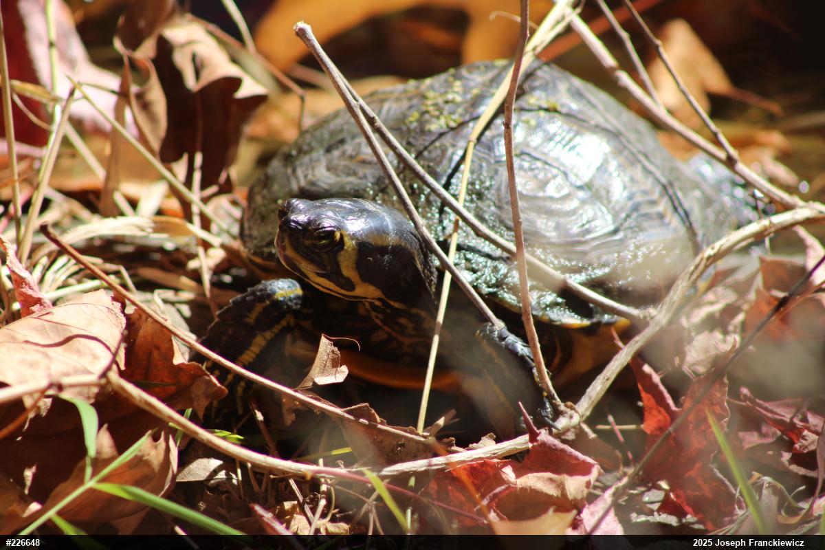 Yellow-bellied Slider