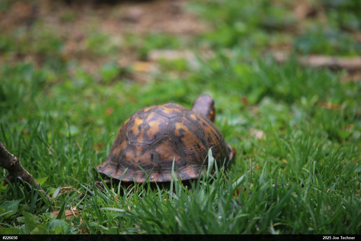 Eastern Box Turtle