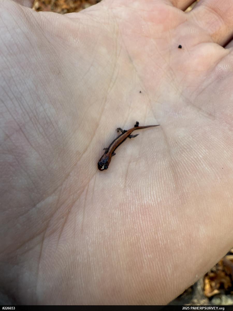 Eastern Red-backed  Salamander