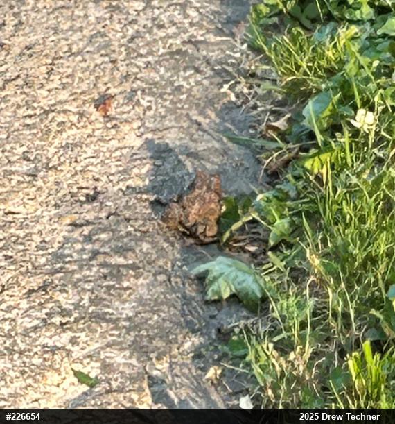 Eastern American Toad