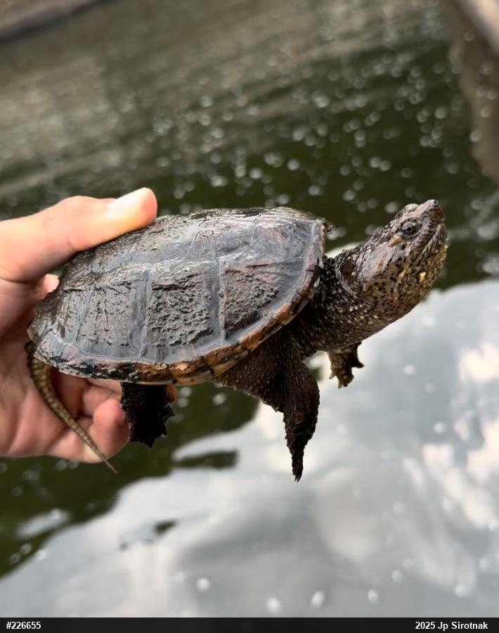 Snapping Turtle