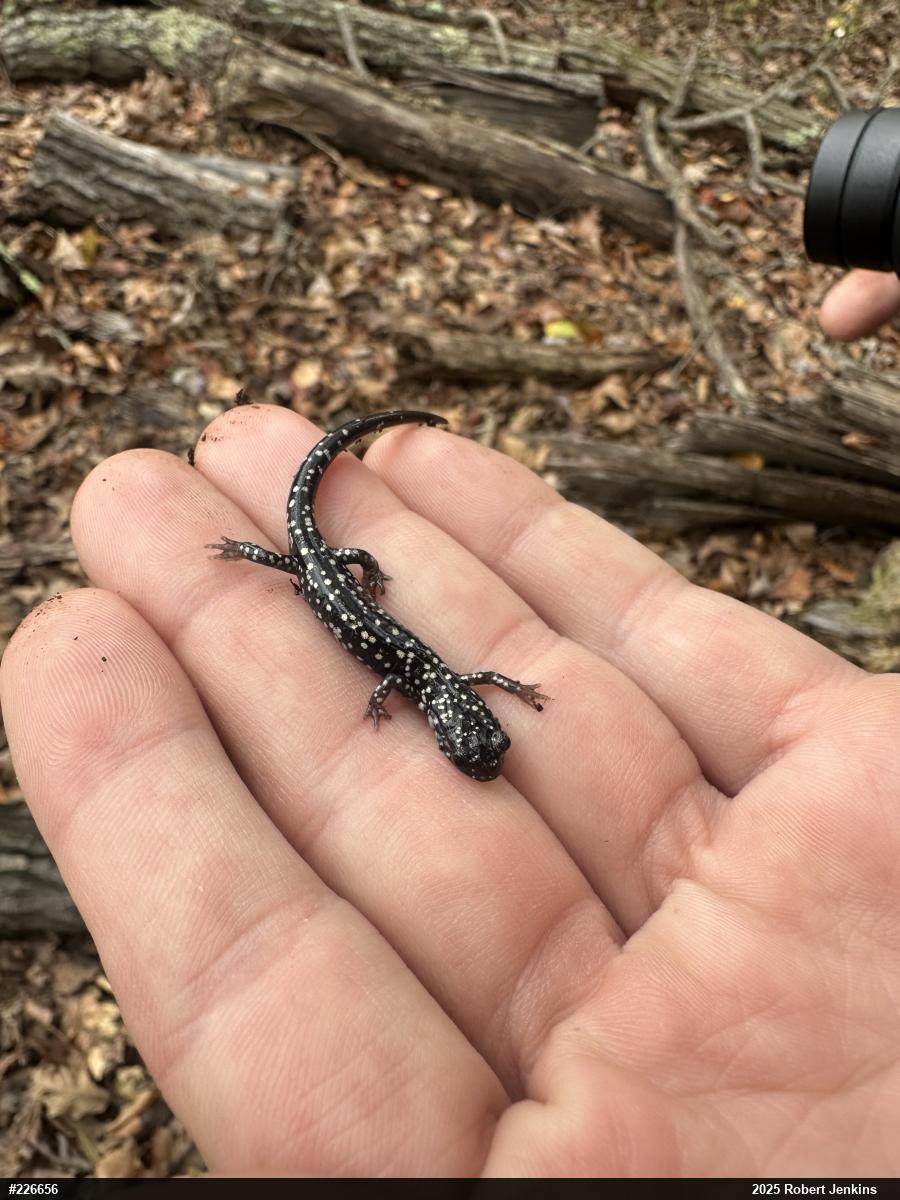 Northern Slimy Salamander