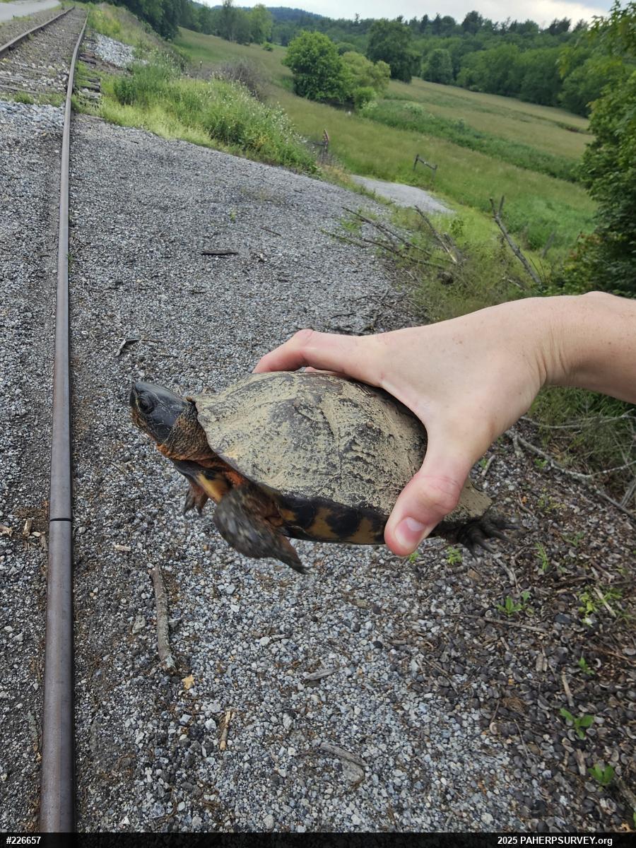 Wood Turtle