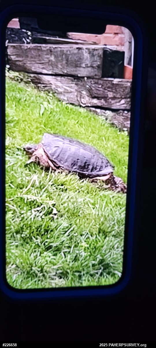Snapping Turtle