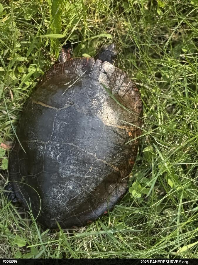 Eastern Painted Turtle
