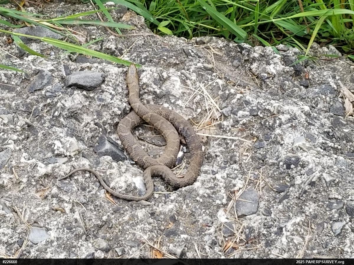 Northern Watersnake