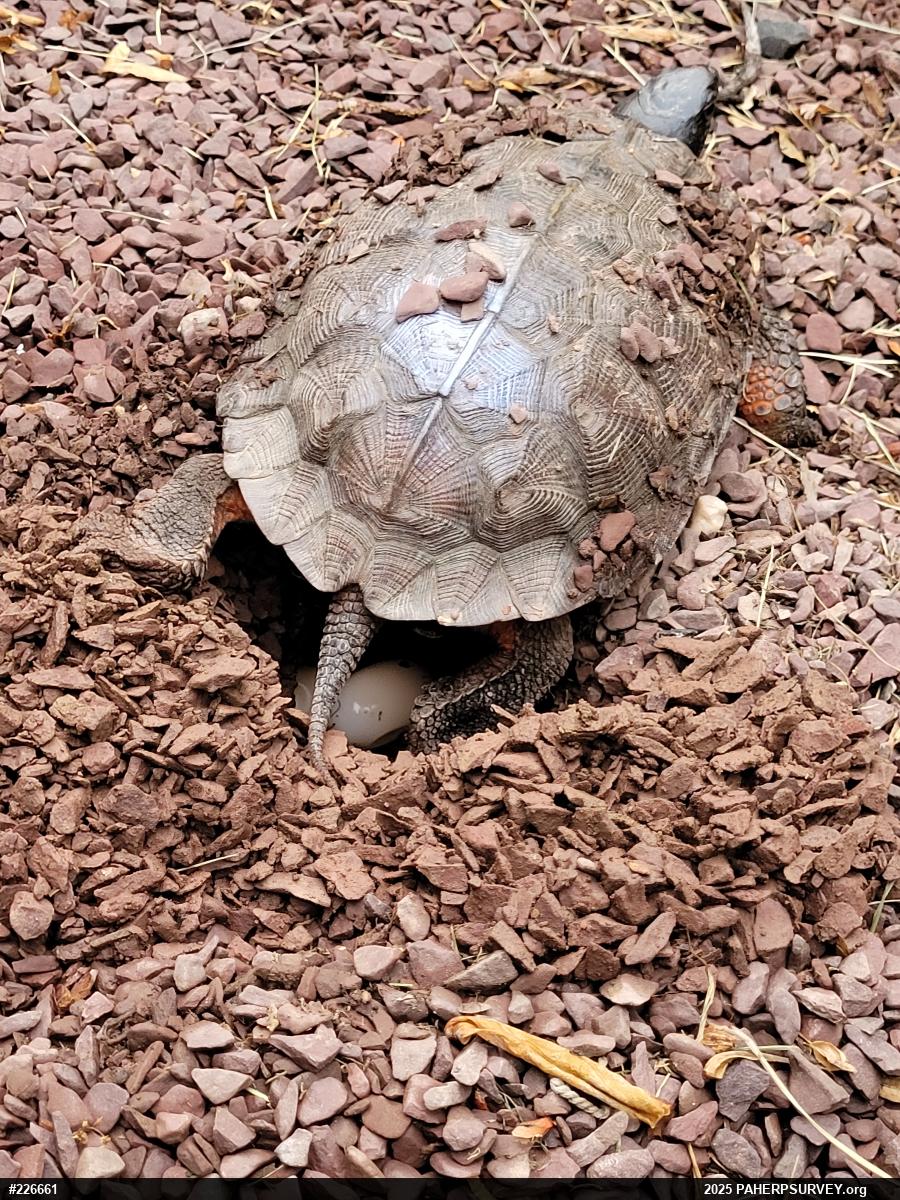 Wood Turtle