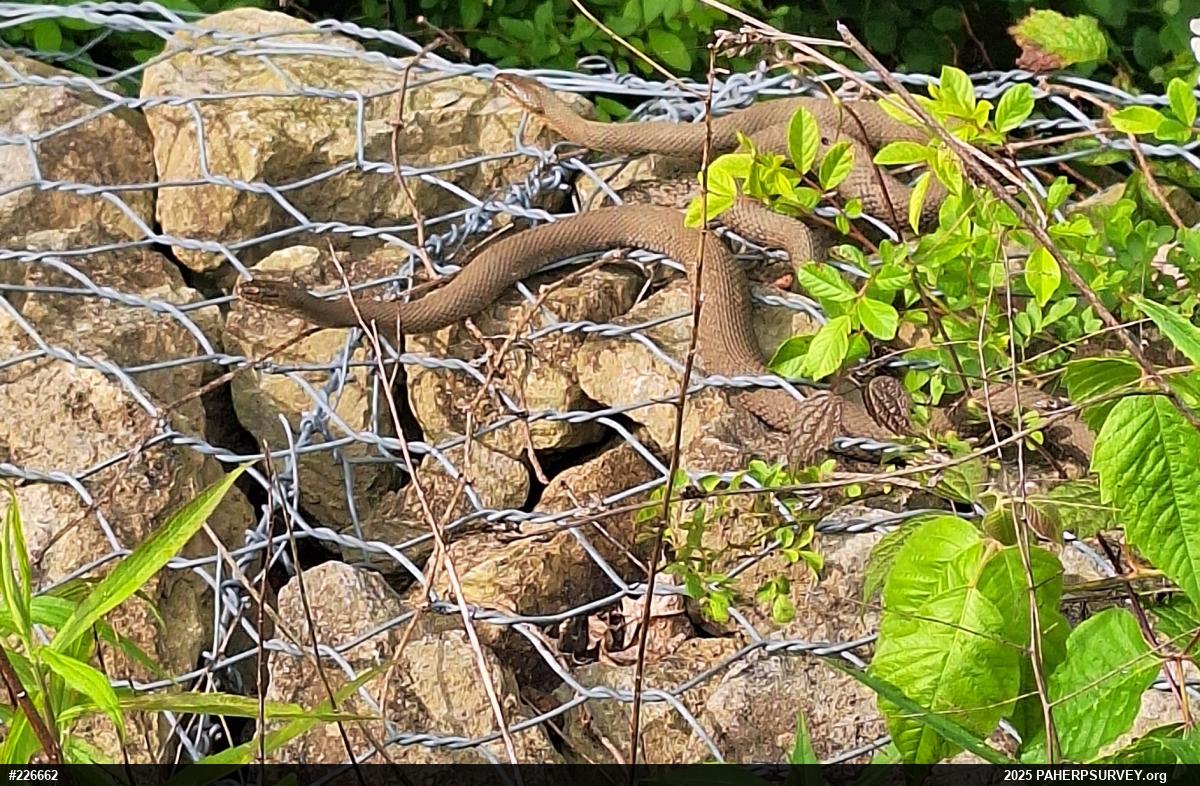 Northern Watersnake