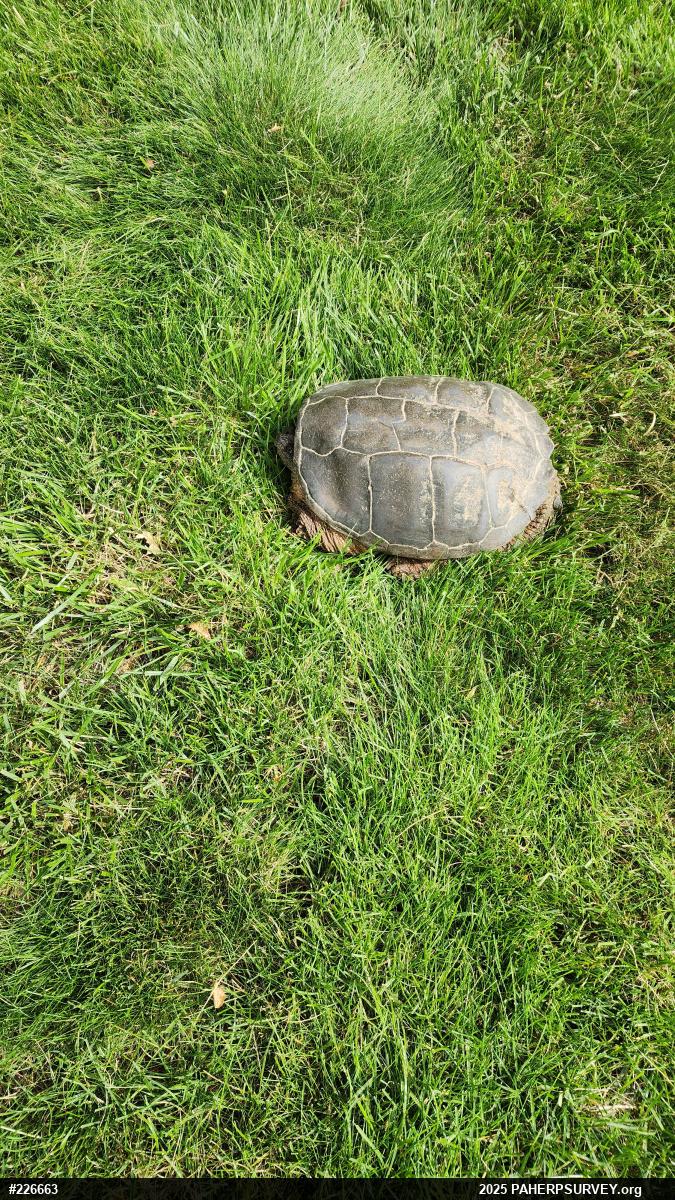 Snapping Turtle