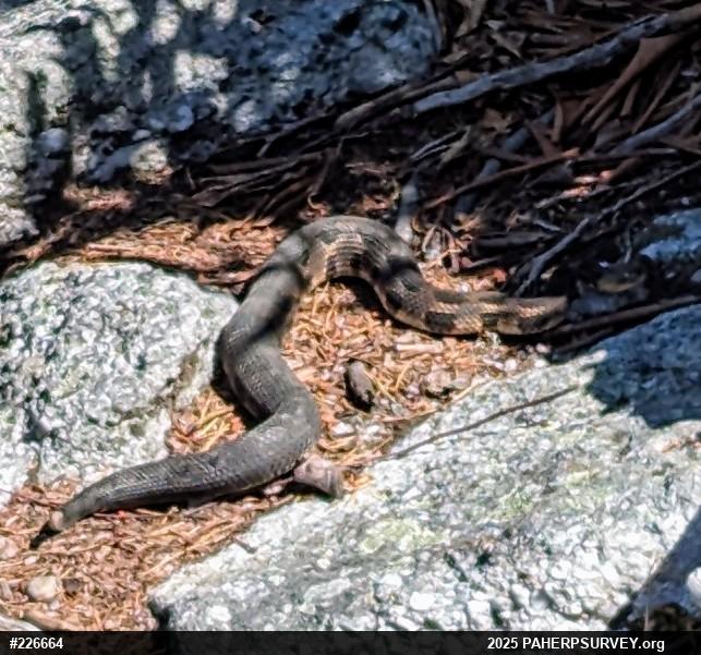 Timber Rattlesnake