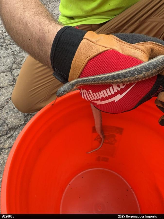 Eastern Gartersnake