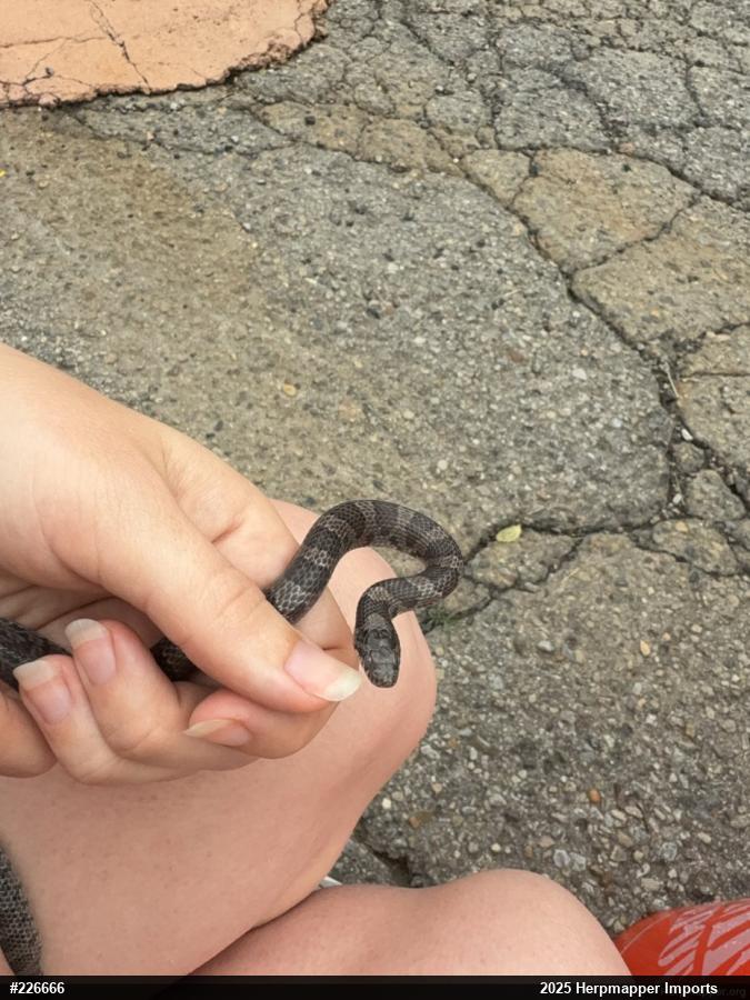 Eastern Milksnake
