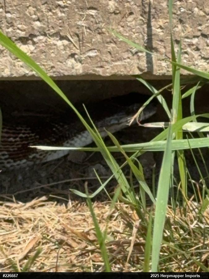 Eastern Ratsnake