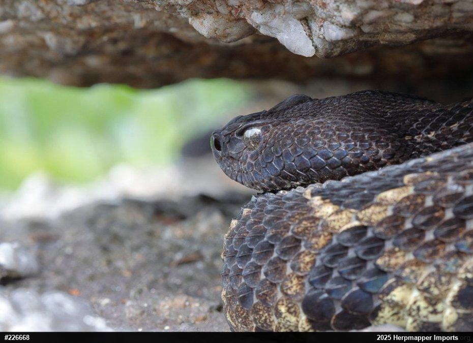 Timber Rattlesnake