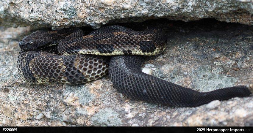 Timber Rattlesnake