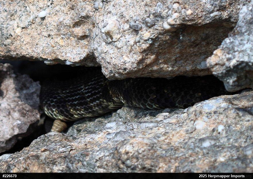 Timber Rattlesnake