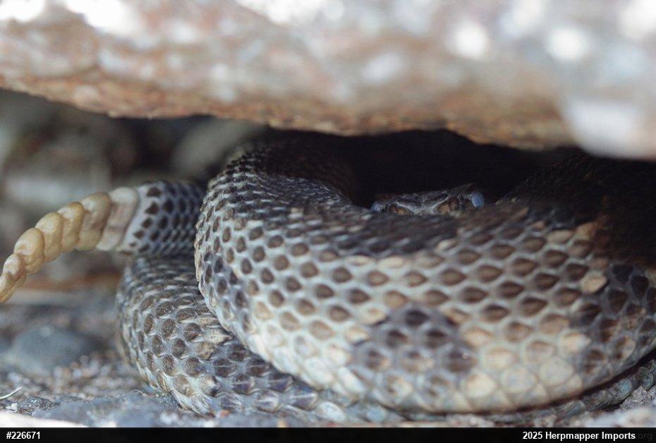 Timber Rattlesnake