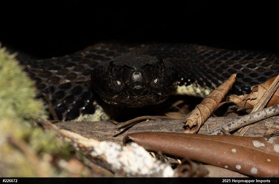 Timber Rattlesnake