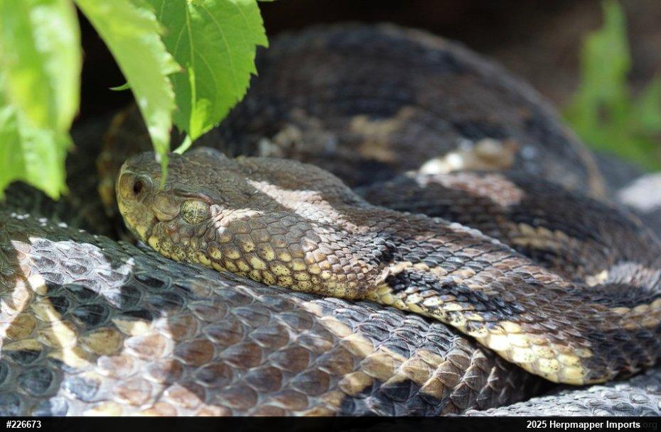 Timber Rattlesnake