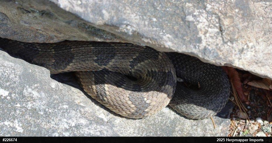 Timber Rattlesnake