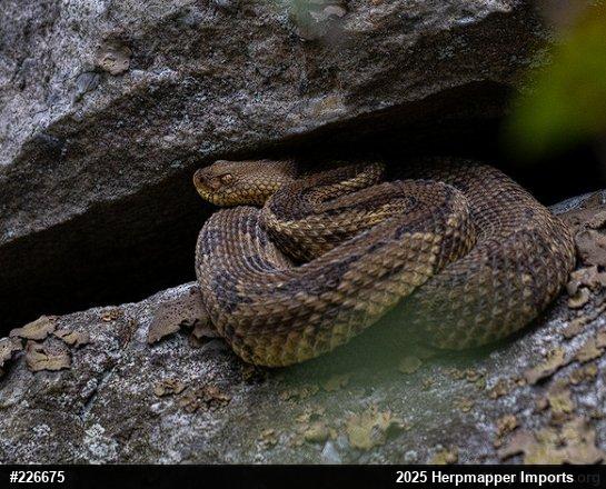 Timber Rattlesnake
