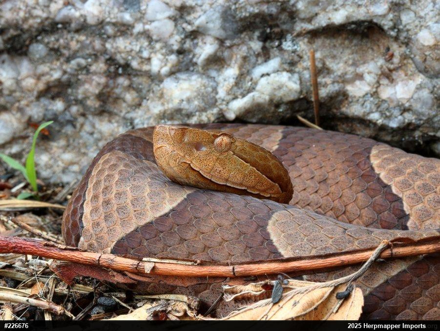 Northern Copperhead