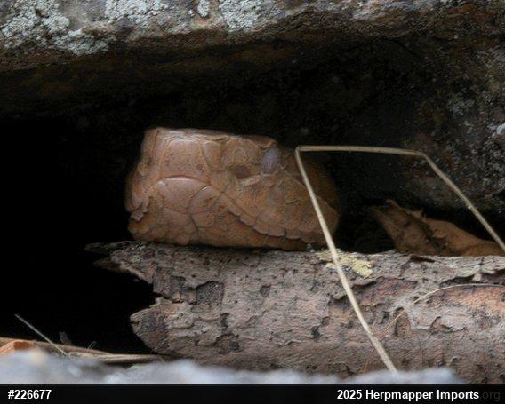 Northern Copperhead