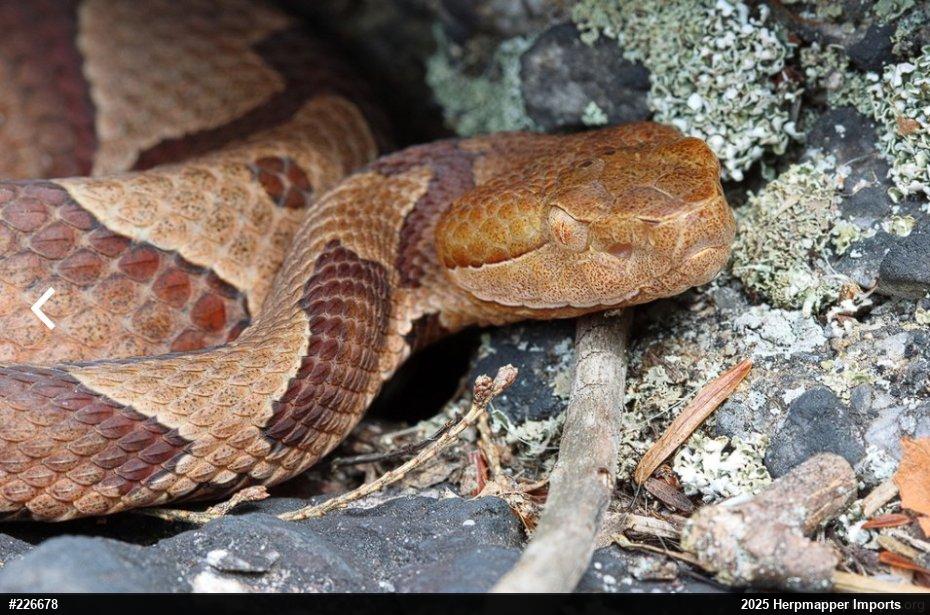 Northern Copperhead